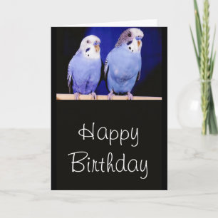 Parakeets (Budgies) Bonne carte de voeux d'anniver