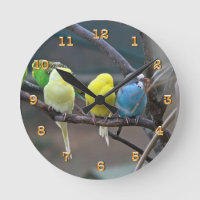 Parakeets Budgies Parrots | Birds Photo Nature