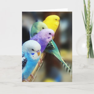Parakeets Card