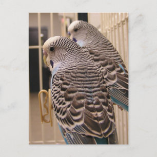 Parakeets Postcard