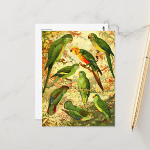 Parakeets postcard