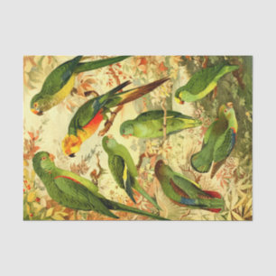 Parakeets  tissue paper