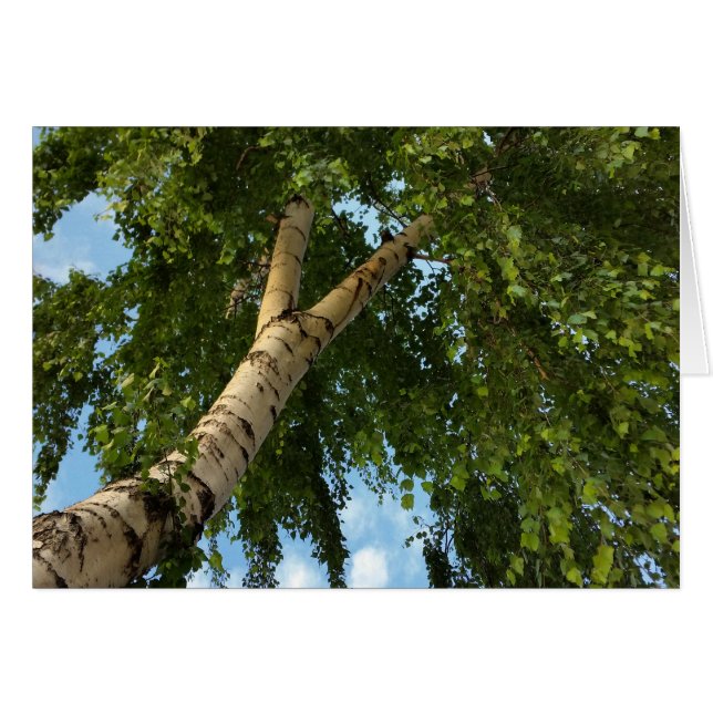 parapluie de bouleau (Devant horizontal)