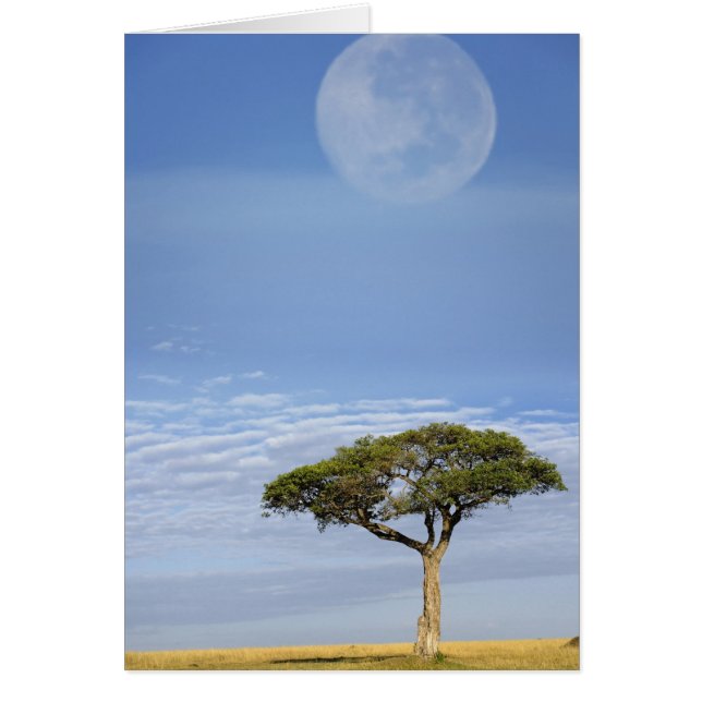 Parapluie Thorn Acacia, Acacia tortilis et (Devant)