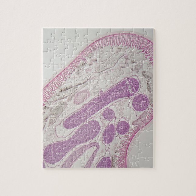 Parasitic nematode worm (Ascaris sp.) Jigsaw Puzzle (Vertical)
