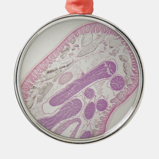 Parasitic nematode worm (Ascaris sp.) Metal Ornament (Front)