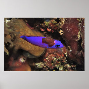 Parasitized Indigo Blenny Poster