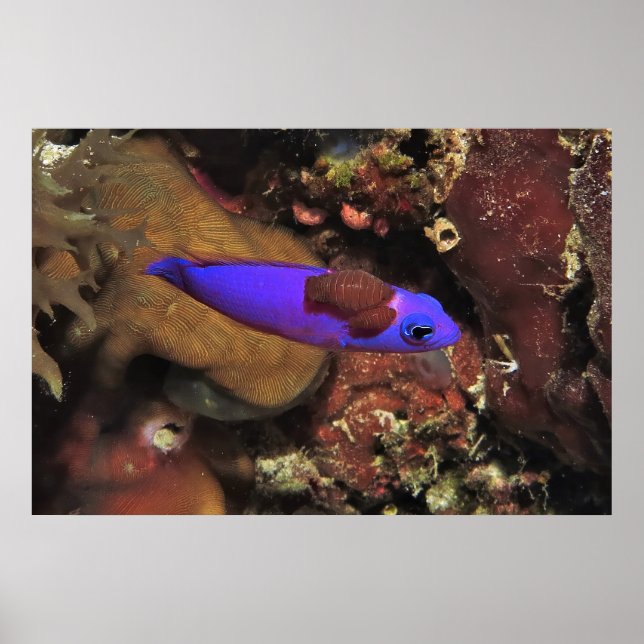 Parasitized Indigo Blenny Poster (Front)