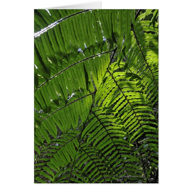 Parc national de Bach Ma (Devant)