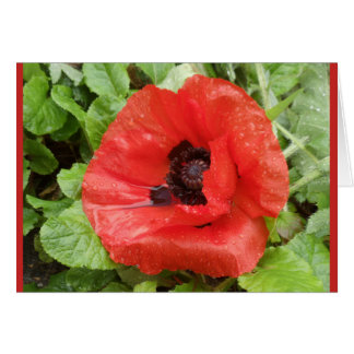 Parc national de Glenveigh, N.I.