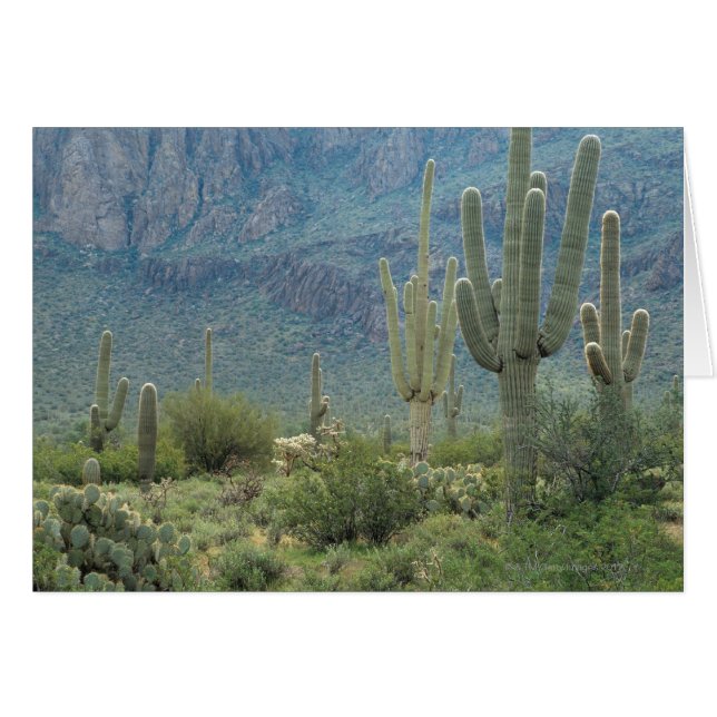 Parc national de Saguaro, Arizona (Devant horizontal)