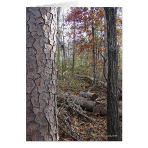 Parc national des sources chaudes Mt., chemin AR P