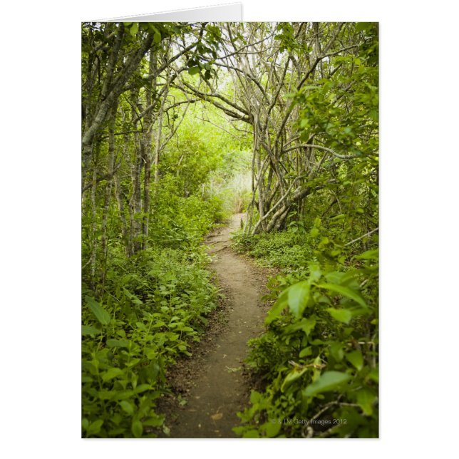 Parcours à travers la forêt (Devant)