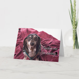 Pardon Me For Staring - Dachsund Birthday Card
