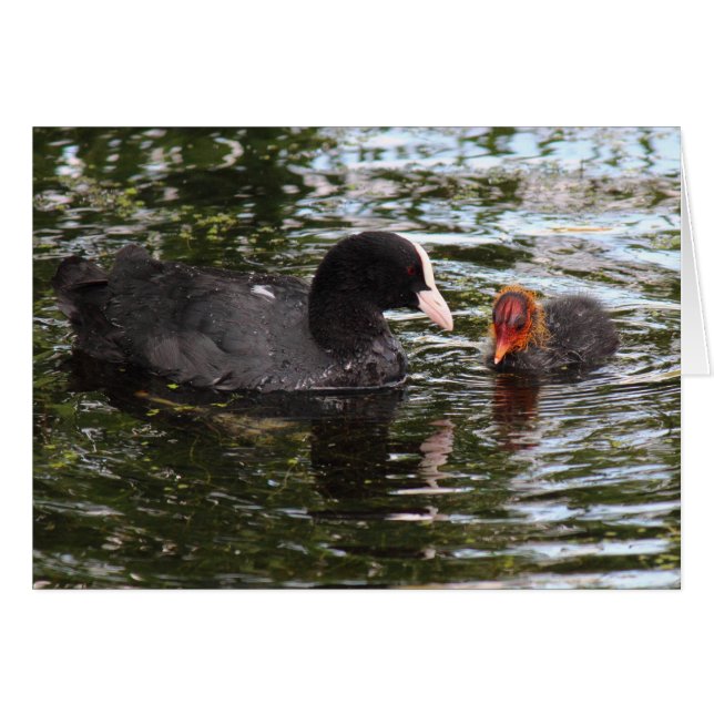 Parent and Baby Eurasian Coot (Front Horizontal)