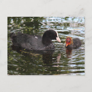 Parent and Baby Eurasian Coot Postcard