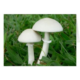 Parfait Whiecouple, Champignons