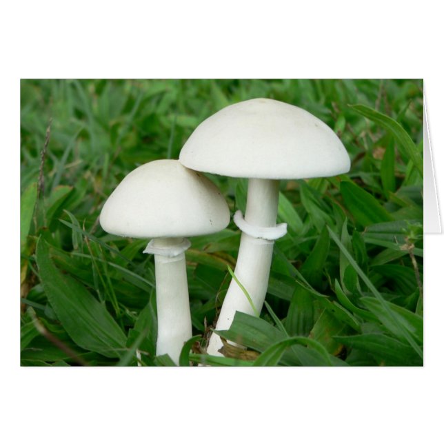 Parfait Whiecouple, Champignons (Devant horizontal)