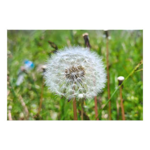 Parfaite dent-de-lion – Photographie botanique mac