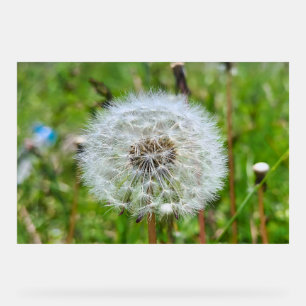 Parfaite dent-de-lion – Photographie botanique mac