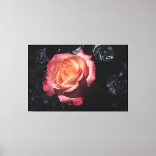 Parfum de Floribunda Sheila rose sur la toile