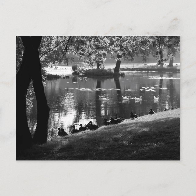 Park Life pccnm Postcard (Front)