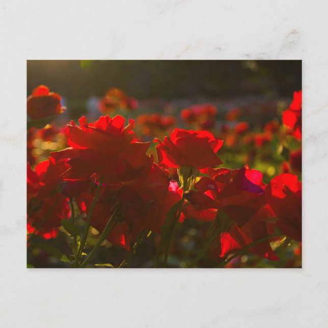 Park of Roses, Columbus, Ohio Postcard (Front)