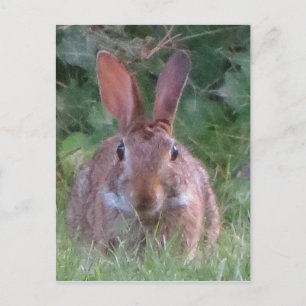 Park Rabbit Close Up Postcard