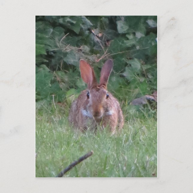 Park Rabbit Postcard (Front)