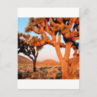 Park Sunrise Joshua Tree Monument California Postcard