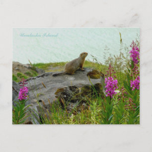 Parkee Squirrel by the Water, Unalaska Island Postcard