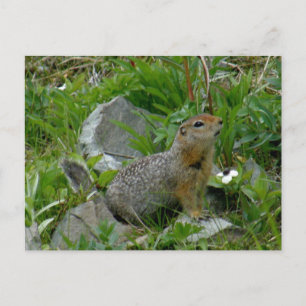 Parkee Squirrel, Unalaska Island Postcard
