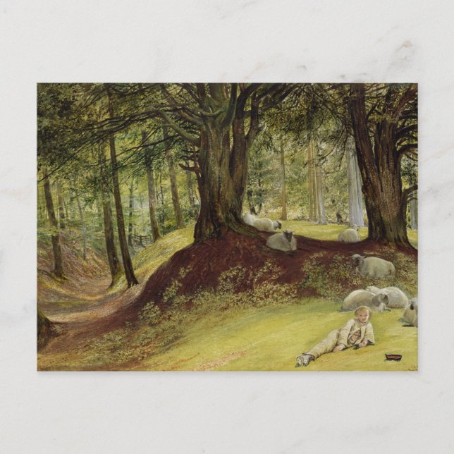 Parkhurst Woods, Abinger, Surrey Postcard (Front)