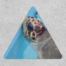 Parking de la tortue luge