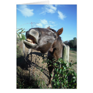 Parler de cheval Brown