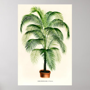 Parlour Palm Vintage  Fine Art Print. Classic Poster