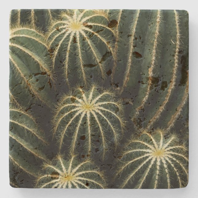 Parodia Magnifica (Balloon Cactus) Botanical Art  Stone Coaster (Front)