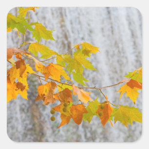Parque Natural del Monasterio - Fall Leaves Square Sticker