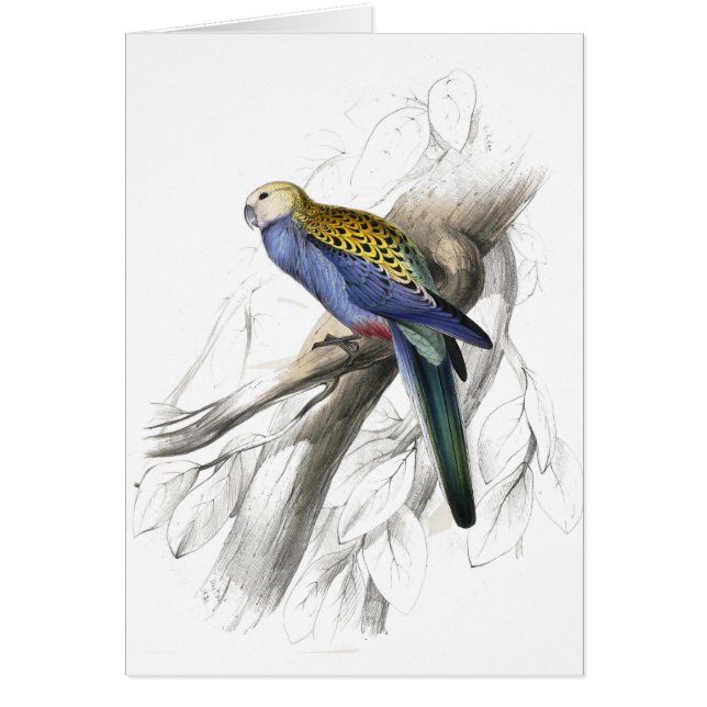 Parrakeet de Paleheaded par Edward Lear (Devant)