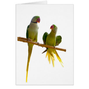 parrot,