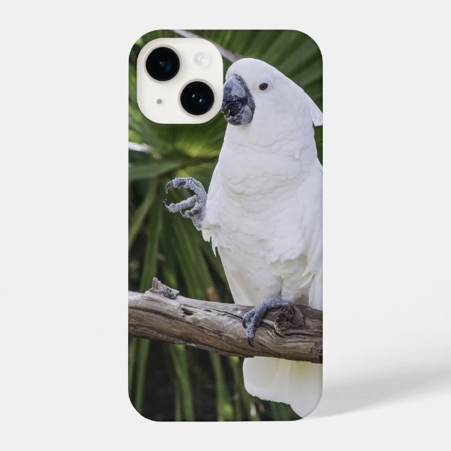 parrot, bird, sitting iPhone case (Back)