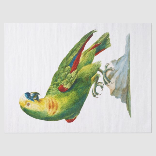 Parrot Bird Vintage Art Tissue Paper (Front)