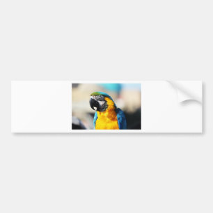 parrot bumper sticker