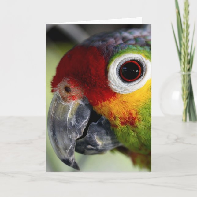 Parrot Card (Front)
