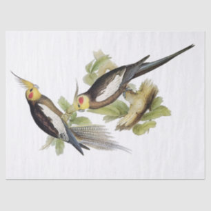 Parrot Cockatiel Art Tissue Paper