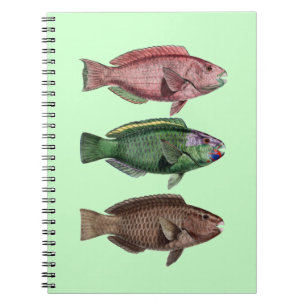 Parrot Fish Notebook