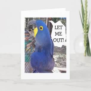 PARROT IN CAGE DIT LAISSEZ-MOI SORTIR CARTE D'ANNI