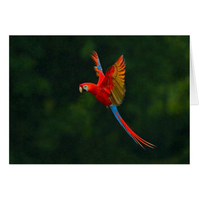Parrot in Flight (Front Horizontal)