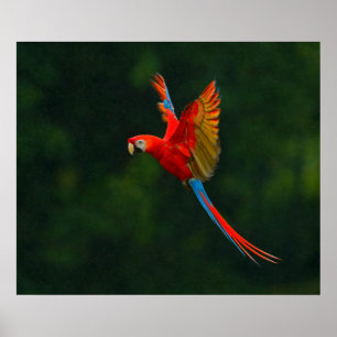 Parrot in Flight Poster