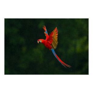 Parrot in Flight Poster